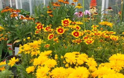 Sommerblüher